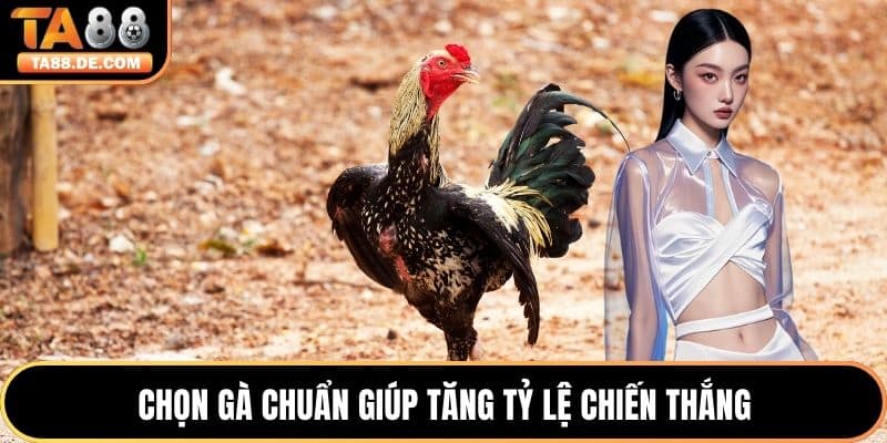 Chọn gà chuẩn giúp tăng tỷ lệ chiến thắng