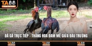 Đá Gà Trực tiếp