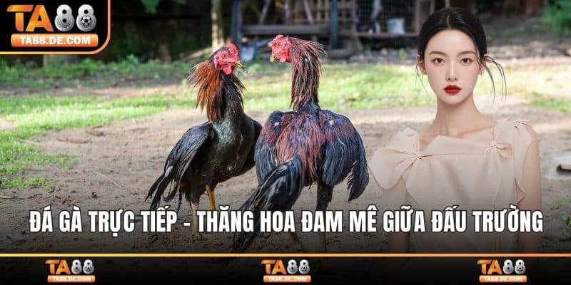 Đá Gà Trực tiếp