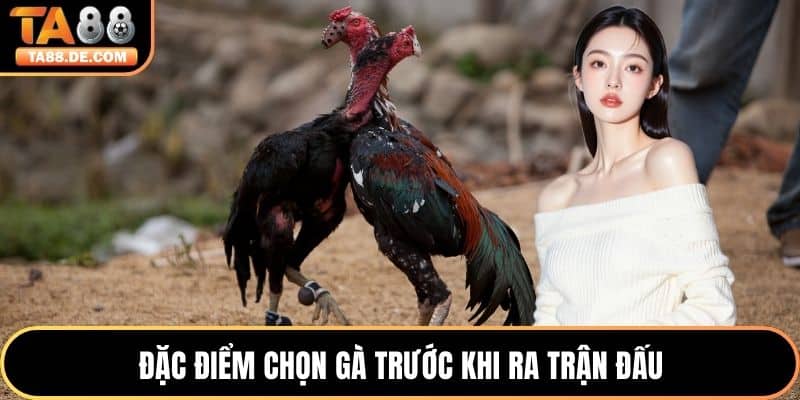Đặc điểm chọn gà trước khi ra trận đấu
