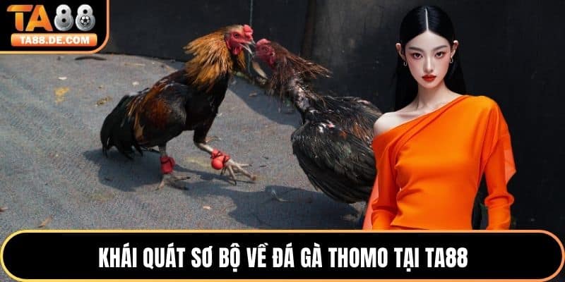 Khái quát sơ bộ về đá gà Thomo tại TA88
