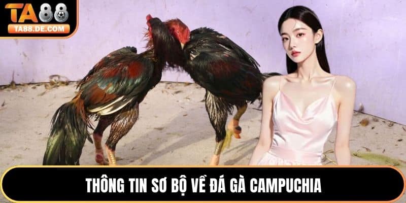 Thông tin sơ bộ về đá gà Campuchia