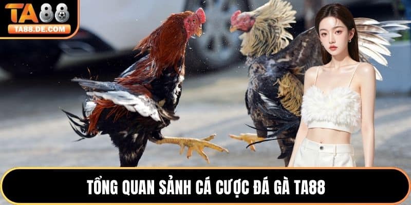Tổng quan sảnh cá cược đá gà TA88